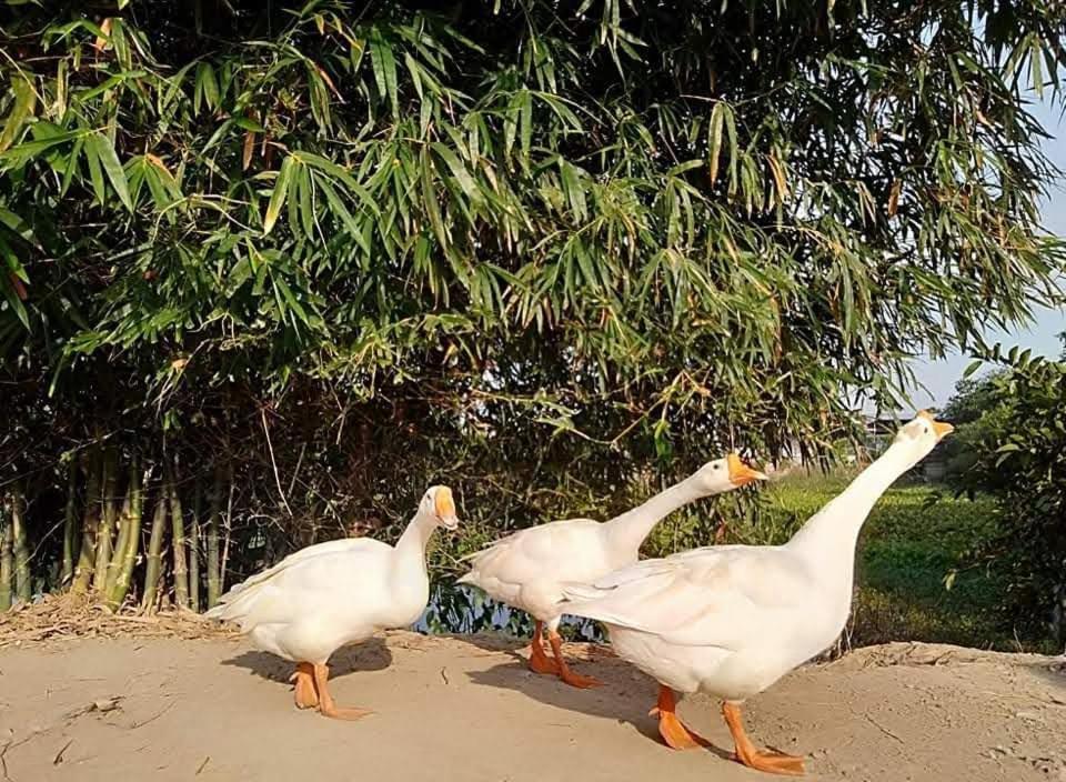 Lotus Farm Retreat Ho Şi Min Dış mekan fotoğraf